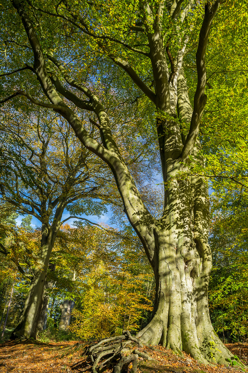 Bolam Lake & Shaftoe Crags – Northumberland Photography Workshop - 8th November 2026