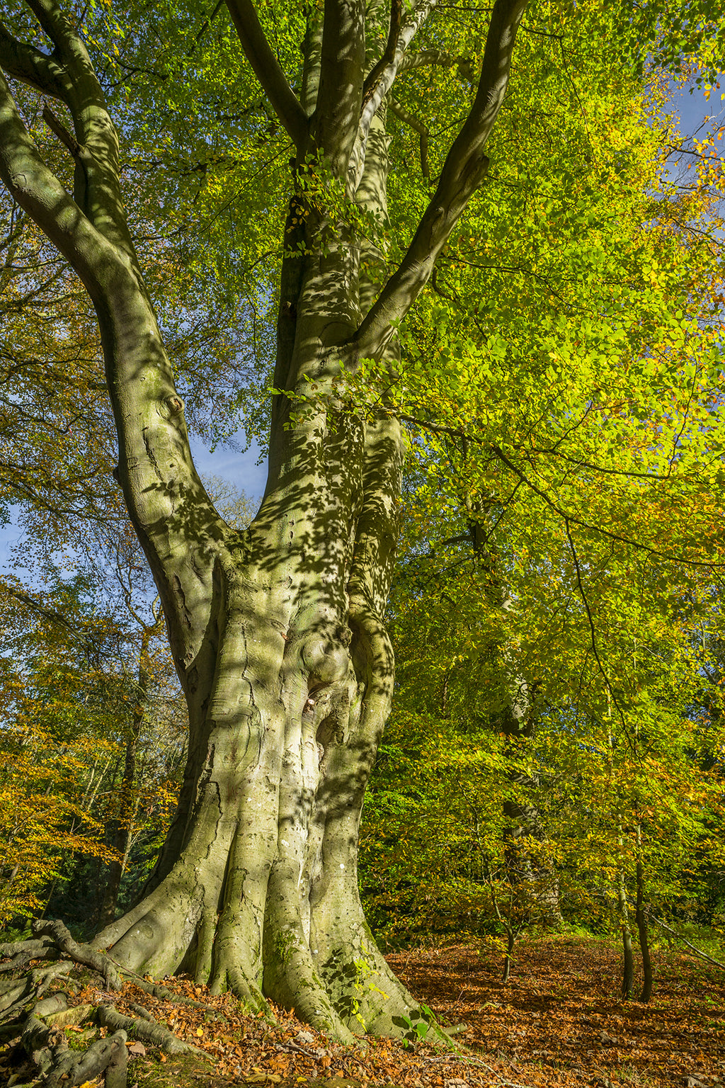Bolam Lake & Shaftoe Crags – Northumberland Photography Workshop - 8th November 2026