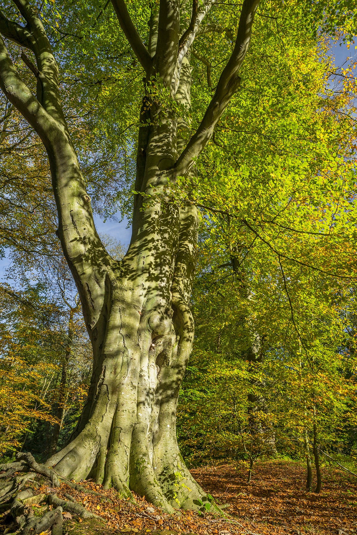 Bolam Lake & Shaftoe Crags – Northumberland Photography Workshop - 8th November 2026