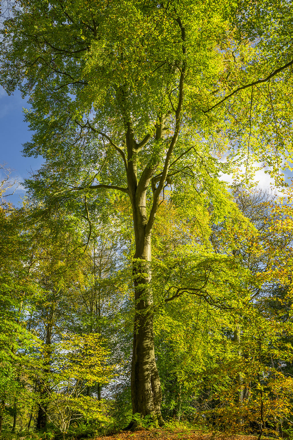 Bolam Lake & Shaftoe Crags – Northumberland Photography Workshop - 8th November 2026
