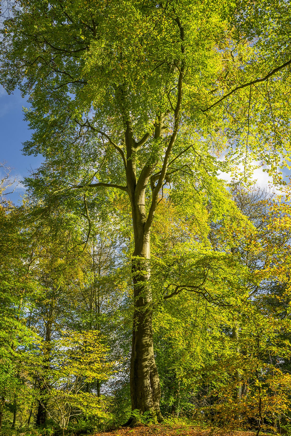 Bolam Lake & Shaftoe Crags – Northumberland Photography Workshop - 8th November 2026