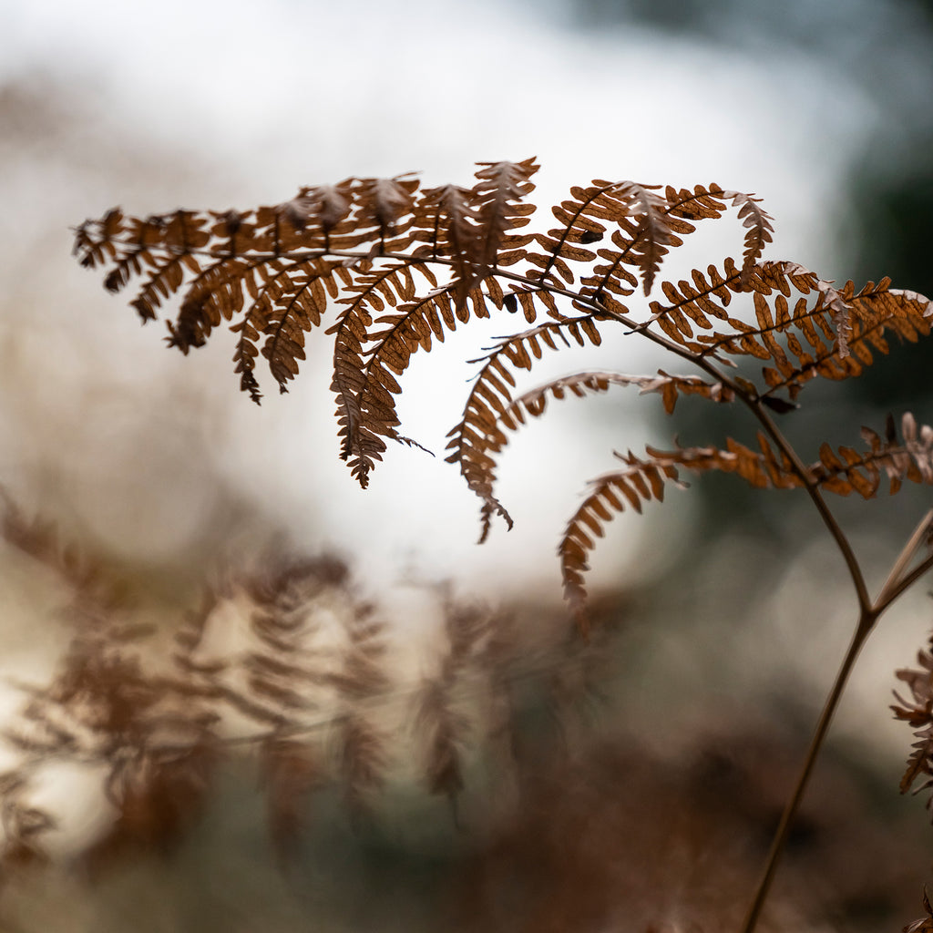 Hareshaw Linn & Bellingham – Northumberland Landscape Photography Workshop - 1st November 2026