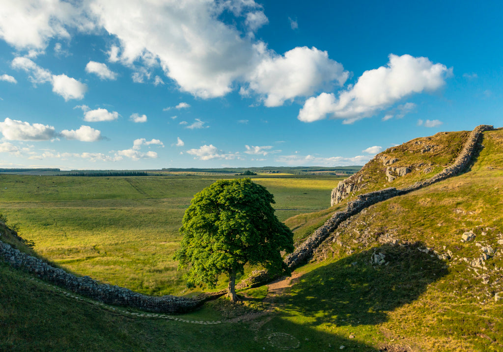 Sycamore Gap and Hadrian’s Wall, Northumberland, 1000 Piece Jigsaw Puzzle