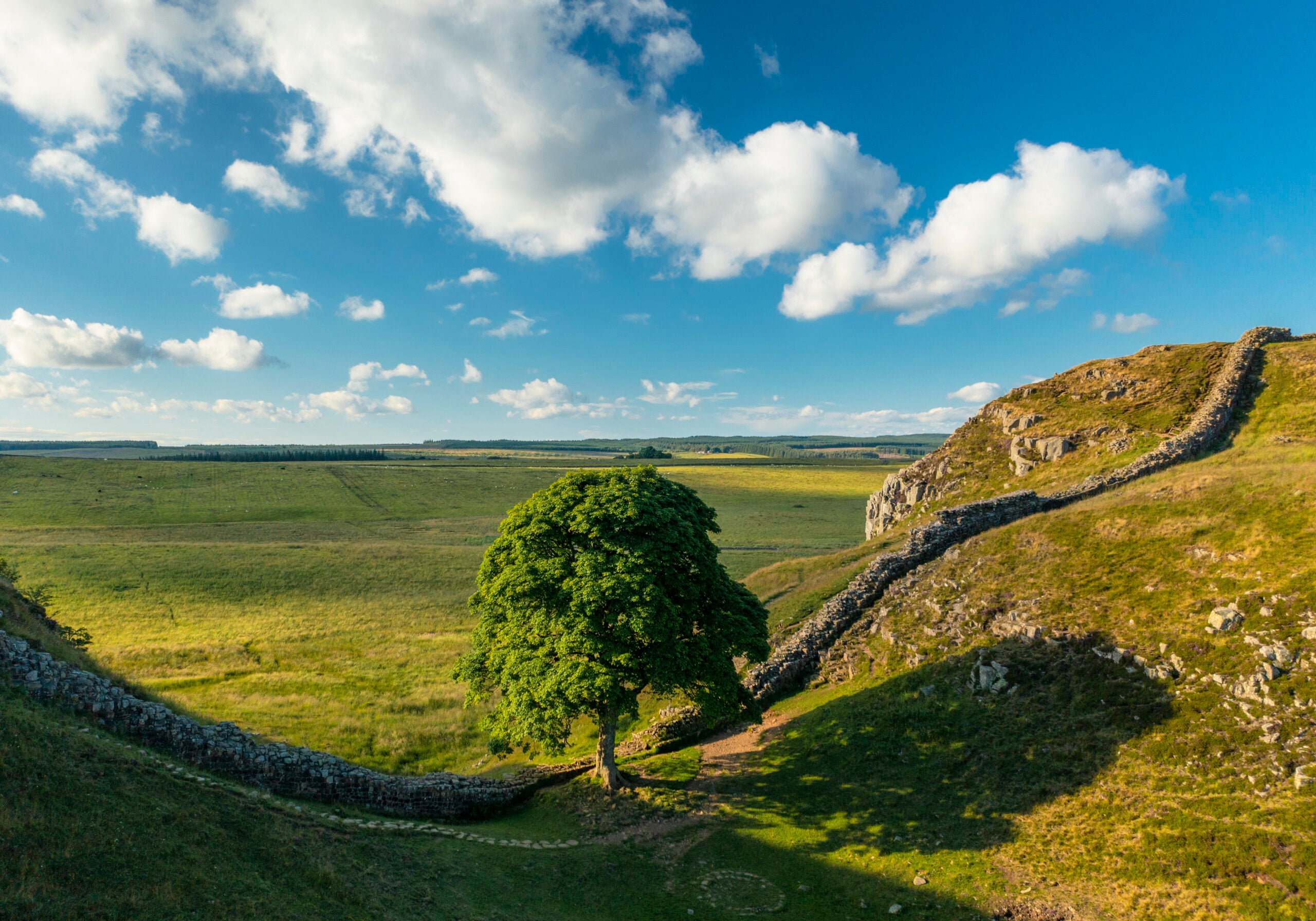 Sycamore Gap and Hadrian’s Wall, Northumberland, 1000 Piece Jigsaw Puzzle