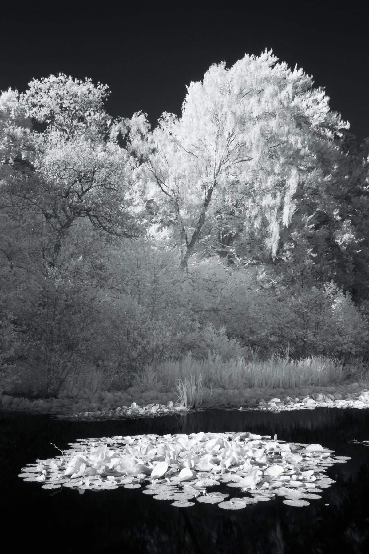 Bolam Lake & Shaftoe Crags – Northumberland Photography Workshop - 8th November 2026