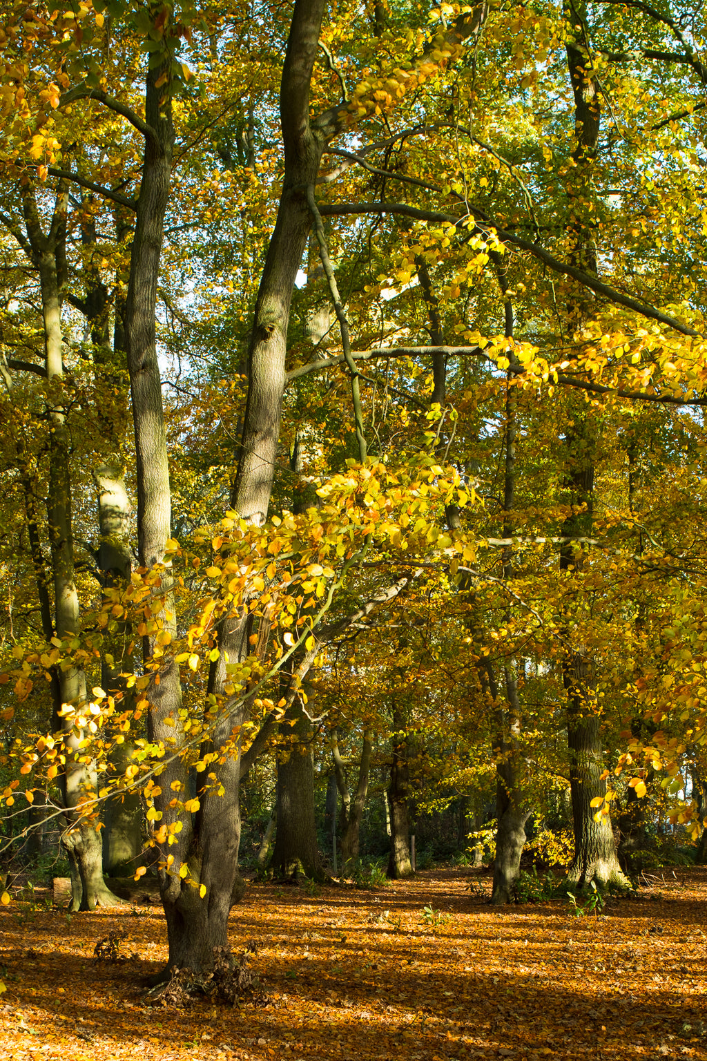 Bolam Lake & Shaftoe Crags – Northumberland Photography Workshop - 8th November 2026