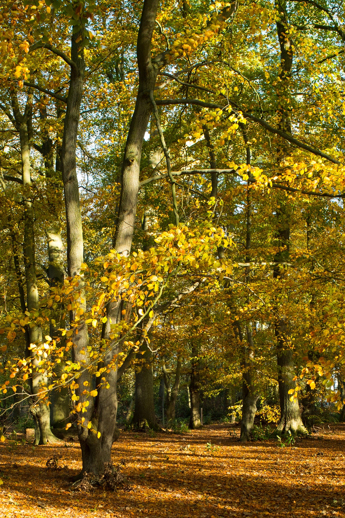 Bolam Lake & Shaftoe Crags – Northumberland Photography Workshop - 8th November 2026